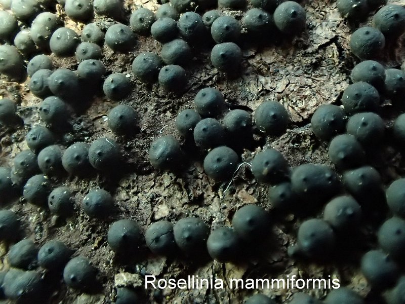 Rosellinia mammiformis-amf2138.jpg - Rosellinia mammiformis ; Syn1: Sphaeria mammiformis ; Syn2: Hypoxylon mammiformis